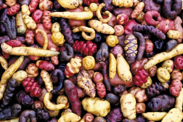 Comida do Peru - Batatas Peruanas